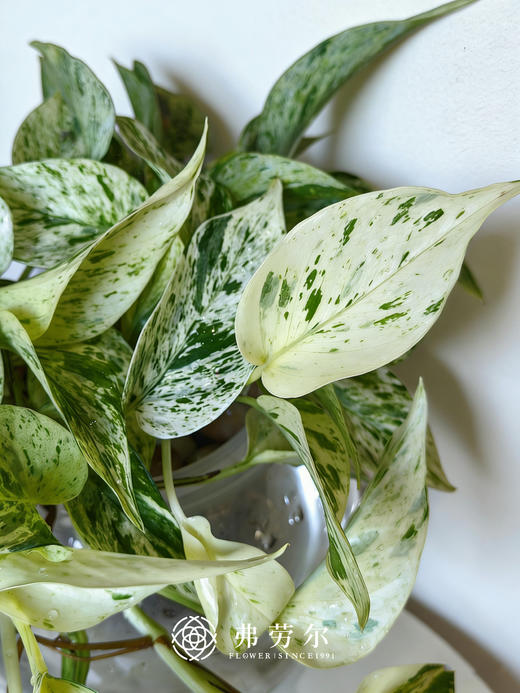 水培大理石皇后 商品图2