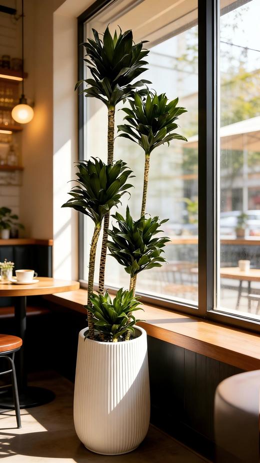 太阳神 商品图1