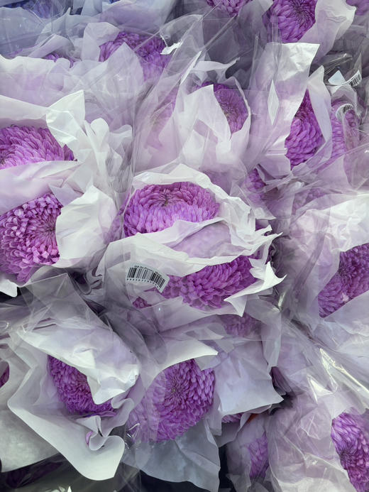 【新元素】海盛牡丹菊 多色可选  5枝/扎 商品图12