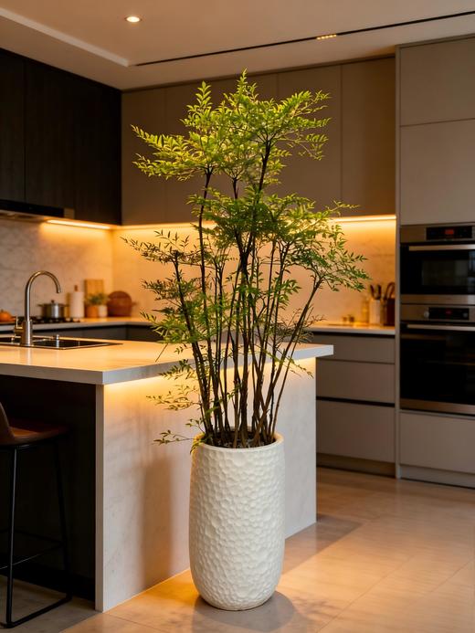 南天竹 商品图0