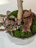 银盆金钱松 商品缩略图3