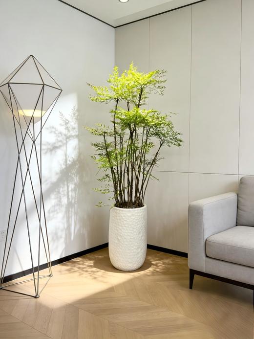 南天竹 商品图1