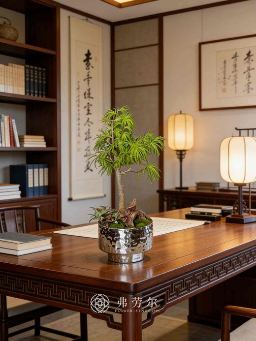 银盆金钱松 商品图1