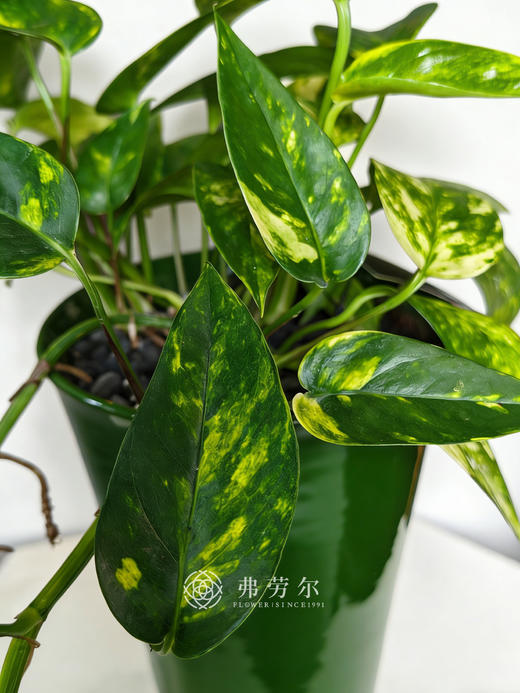 绿色高脚盆麒麟尾 商品图1