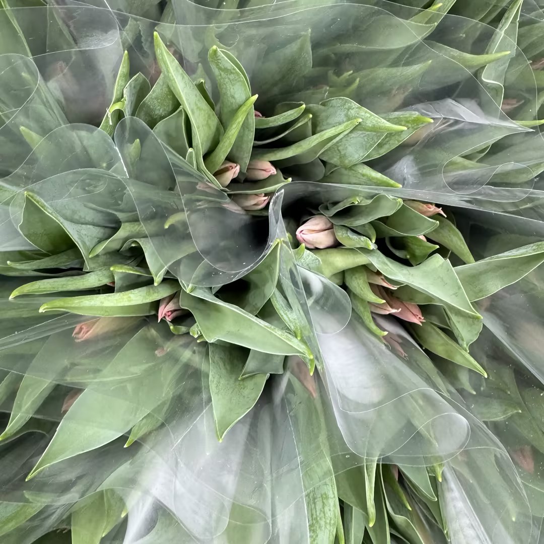 基地直营-国产郁金香-香奈儿（S农场）-10支