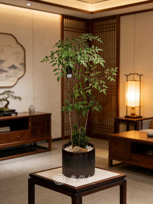 南天竹 商品图1