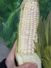 【周六到】燕窝雪糯玉米3.8-4斤，甜糯口感，多吃粗粮身体棒！玉米属于天然种植可能会有虫蛀现象，都属于正常情况，不影响食用。 商品缩略图1