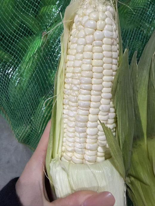 【周六到】燕窝雪糯玉米3.8-4斤，甜糯口感，多吃粗粮身体棒！玉米属于天然种植可能会有虫蛀现象，都属于正常情况，不影响食用。 商品图1