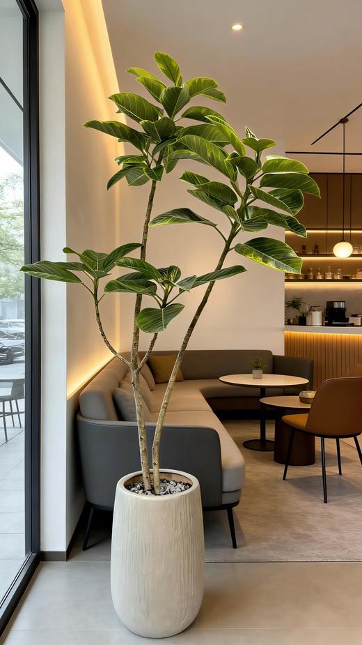 黄金榕 商品图1