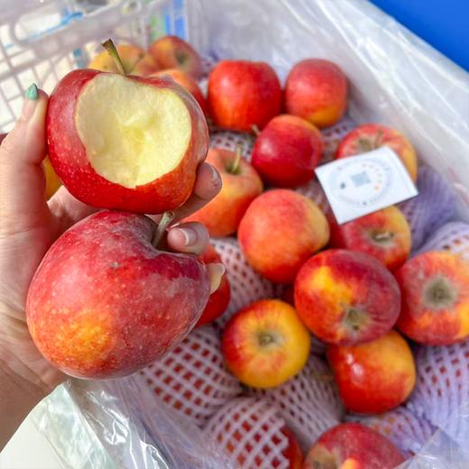 新疆爱妃小苹果 散称 商品图5