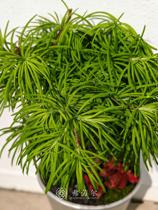 白盆金钱松 商品图1