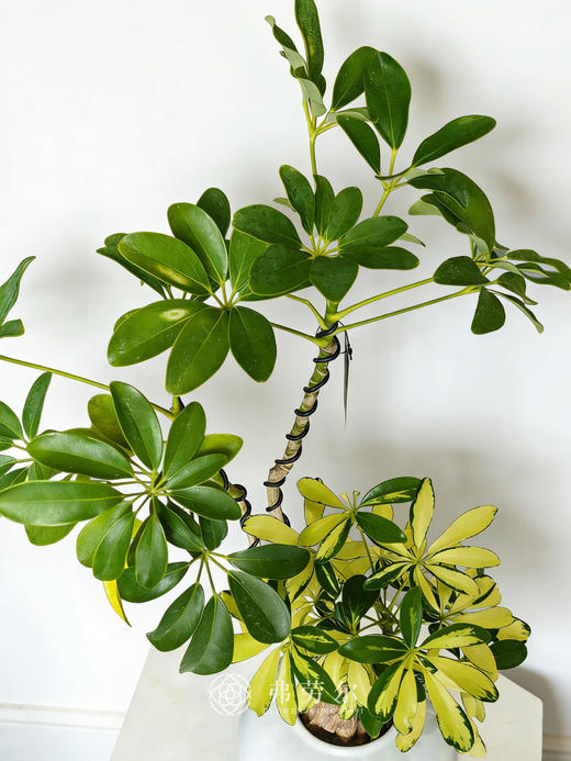 白盆吸财木 商品图1