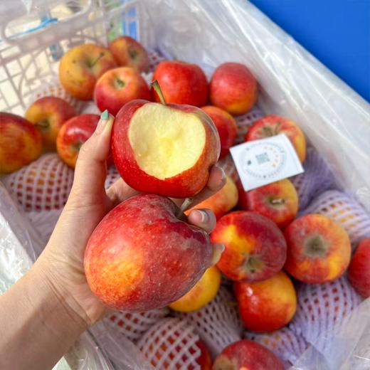 新疆爱妃小苹果 散称 商品图3