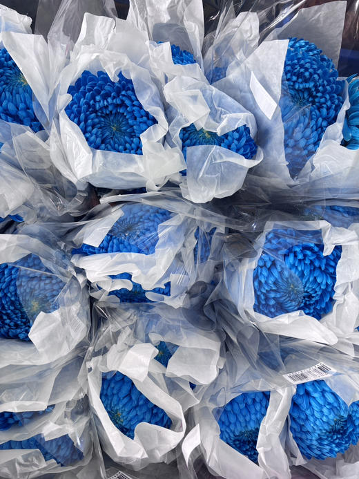 【新元素】海盛牡丹菊 多色可选  5枝/扎 商品图8