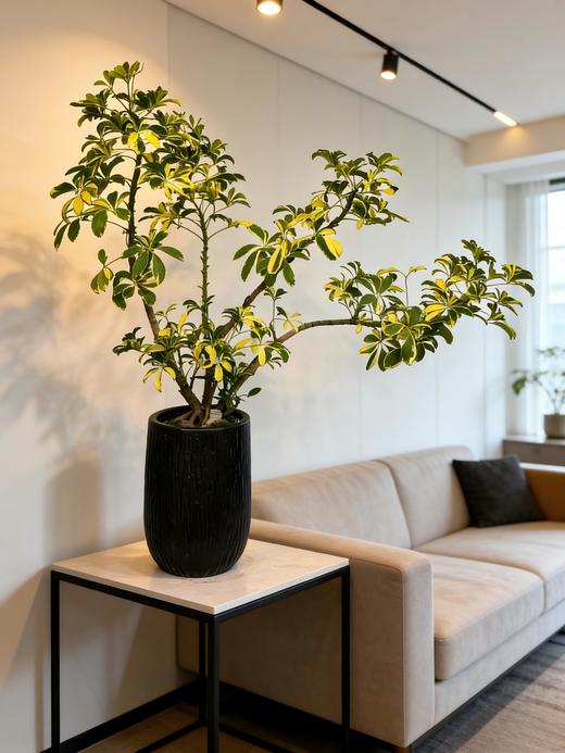 造型吸财木 商品图1