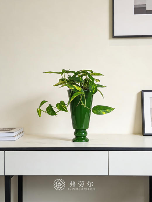 绿色高脚盆麒麟尾 商品图0
