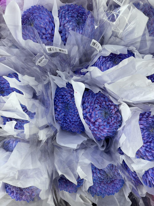 【新元素】海盛牡丹菊 多色可选  5枝/扎 商品图11