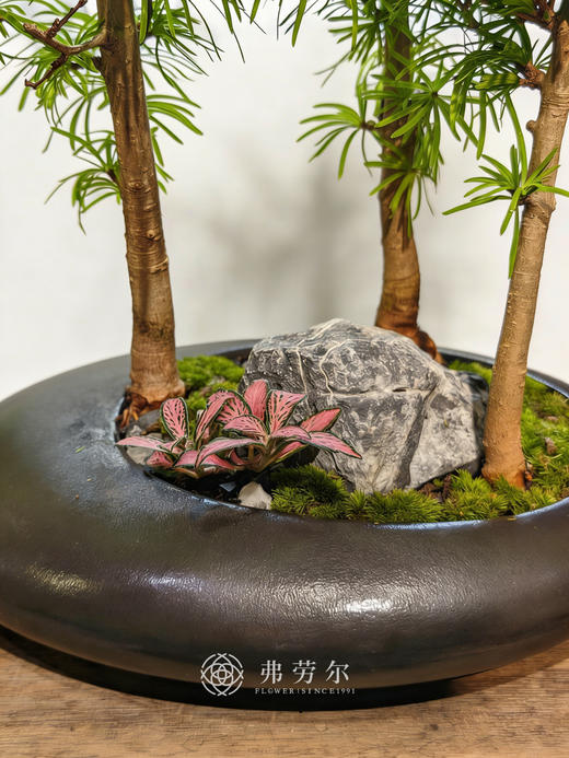 异形盆金钱松 商品图2