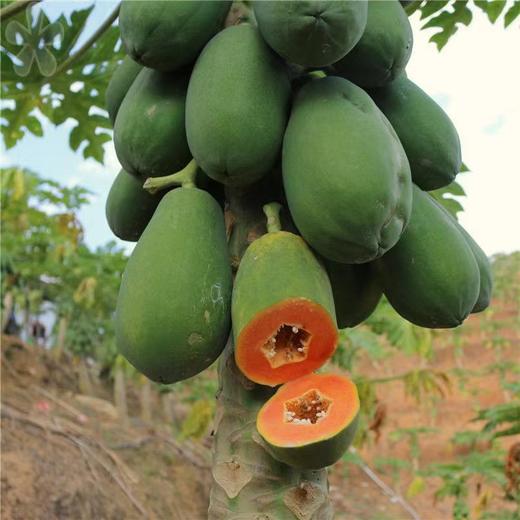 红心木瓜5斤装礼盒  臻选水果，产地：海南 商品图5