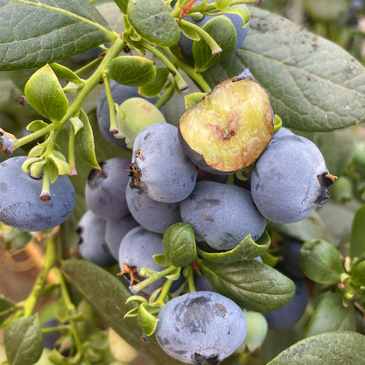 L25蓝莓22+（桶装）1.2kg 商品图1