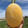 黄金蜜瓜5斤2-3个天地盖礼盒  臻选水果，产地：海南 商品缩略图3