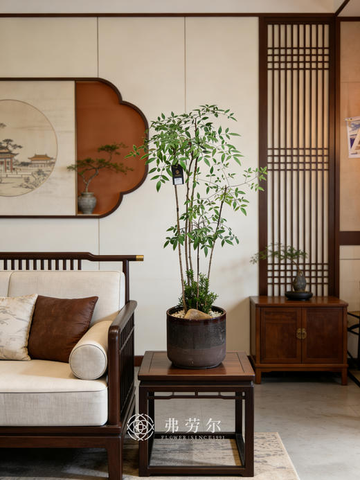 南天竹 商品图0