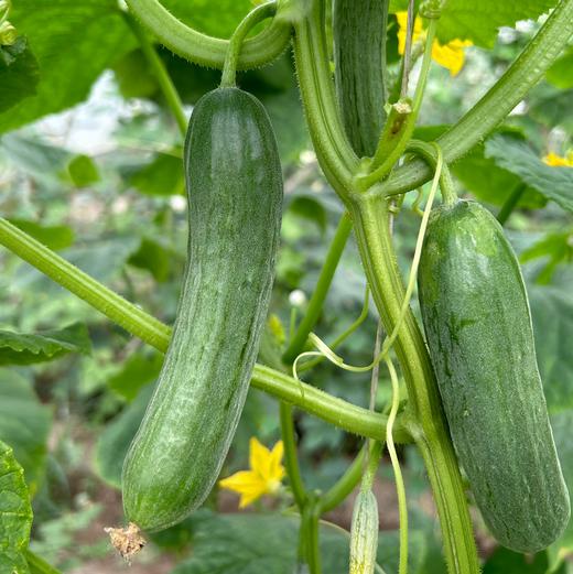 生态青瓜（黄瓜）/水果青瓜（一件包邮） | 绿家自产* Eco-cucumber group-buy | Self-production 商品图2