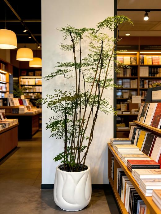 南天竹 商品图0