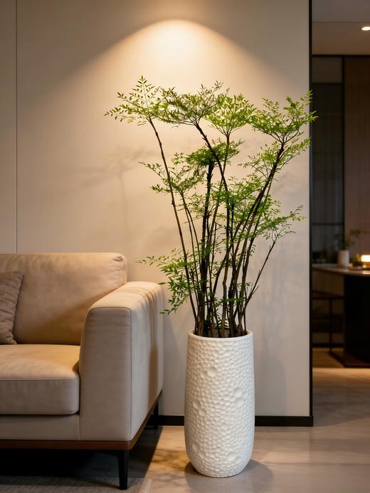 南天竹 商品图1