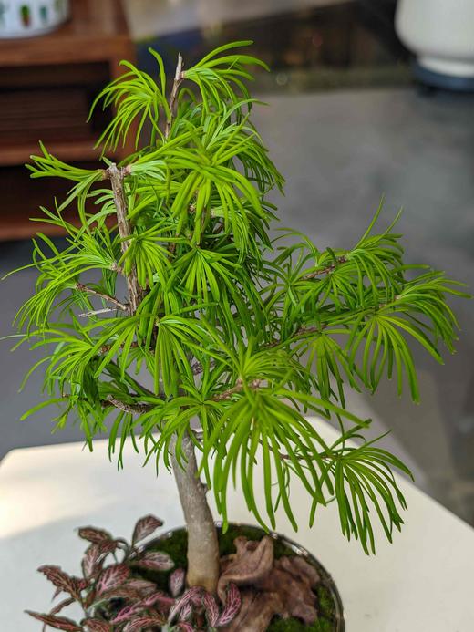 银盆金钱松 商品图2