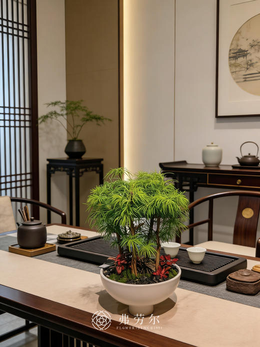 白盆金钱松 商品图0