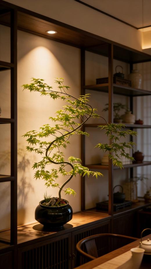 流泉枫 商品图1