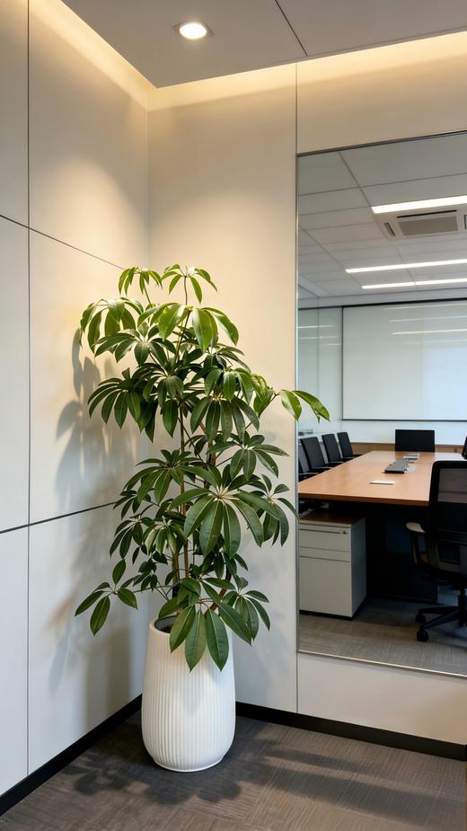 造型日本保罗 商品图1