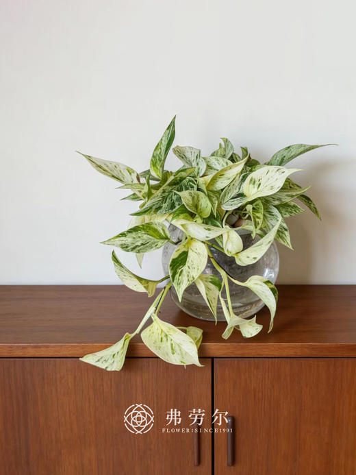 水培大理石皇后 商品图1