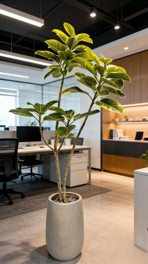 黄金榕 商品图0