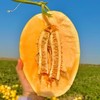 黄金蜜瓜5斤2-3个天地盖礼盒  臻选水果，产地：海南 商品缩略图6