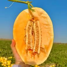 黄金蜜瓜5斤2-3个天地盖礼盒  臻选水果，产地：海南 商品图6