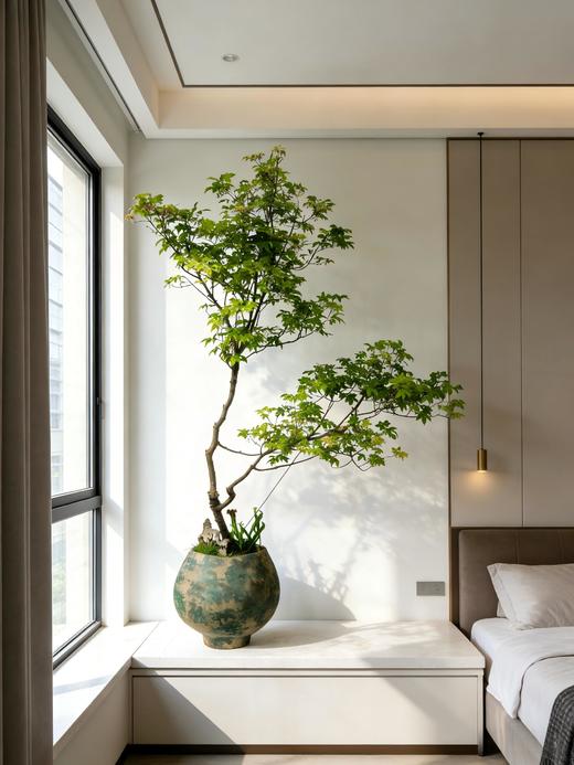 海岛石枫 商品图1