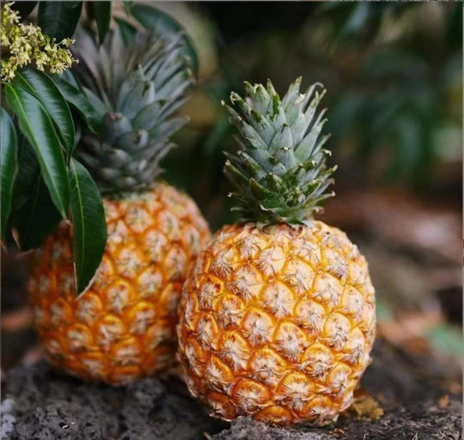 芒果凤梨5斤中果2-3颗  臻选水果，产地：海南