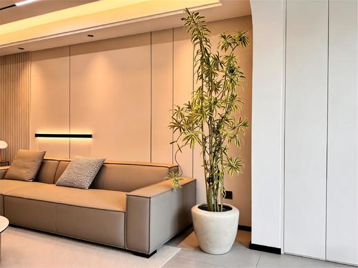 造型金边百合竹 商品图0