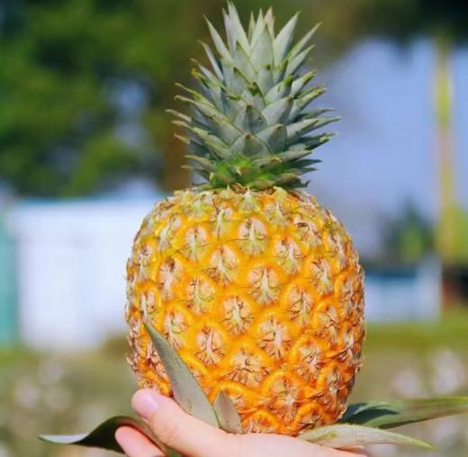 芒果凤梨5斤中果2-3颗  臻选水果，产地：海南 商品图4