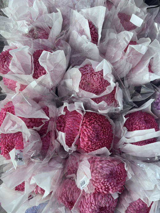 【新元素】海盛牡丹菊 多色可选  5枝/扎 商品图13