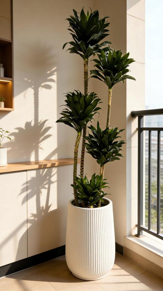 太阳神 商品图0