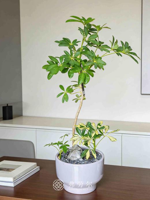 灰盆吸财木 商品图0