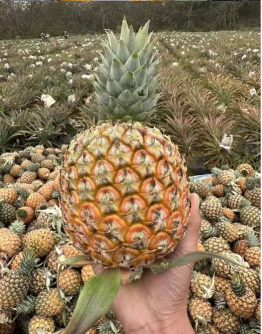 芒果凤梨5斤中果2-3颗  臻选水果，产地：海南 商品图2