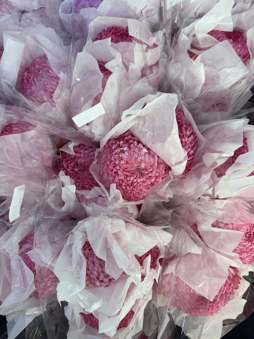 【新元素】海盛牡丹菊 多色可选  5枝/扎 商品图14