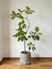 灰盆黄金榕 商品缩略图0