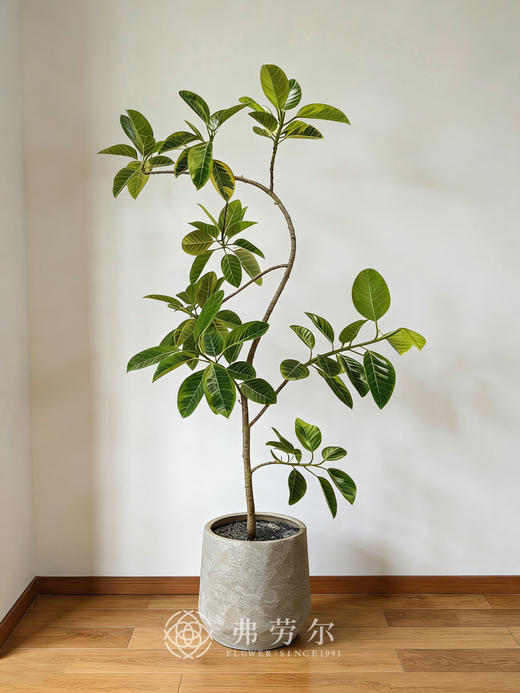 灰盆黄金榕 商品图0