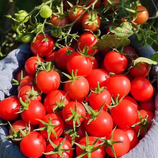米易高原小番茄-3斤/5斤家庭装-露天种植千禧小番茄包邮到家【水果】ZY 商品图2