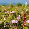 正安优选·大马士革玫瑰纯露 植萃焕活透亮肤光 商品缩略图3